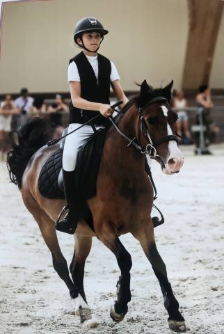 Gelding French Saddle Pony For loan 2019 Bay