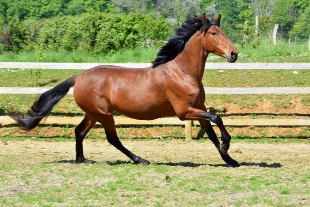 Mare PRE Pure Spanish Bred For sale 2020 Bay