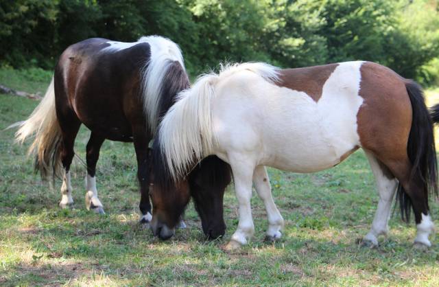 Filly Shetland Pony For sale 2024 Coloured