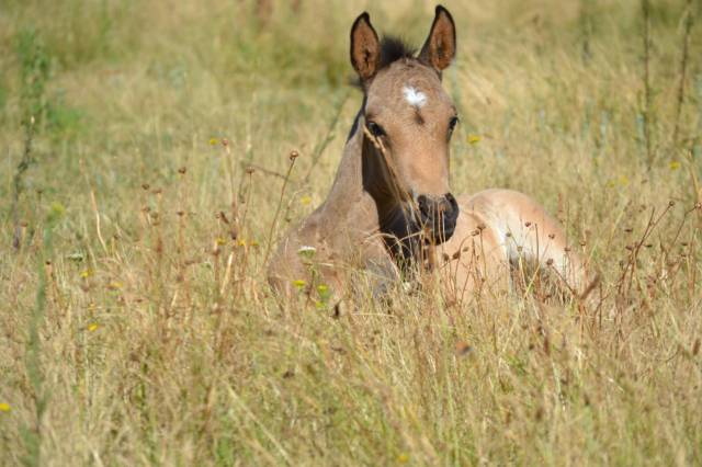 Colt French Saddle Pony For sale 2025 Buckskin