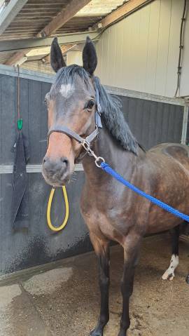 Mare British Riding Pony For sale 2018 Bay