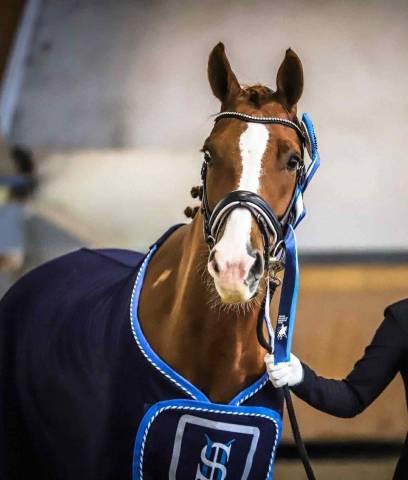 Gelding Westphalian  For sale 2014 Chesnut