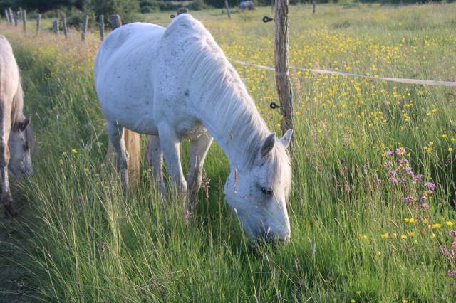 Broodmare New Forest For sale 2009 Grey
