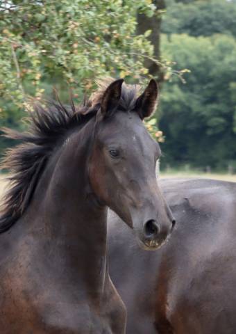 Filly Friesian Arabian For sale 2025 Black
