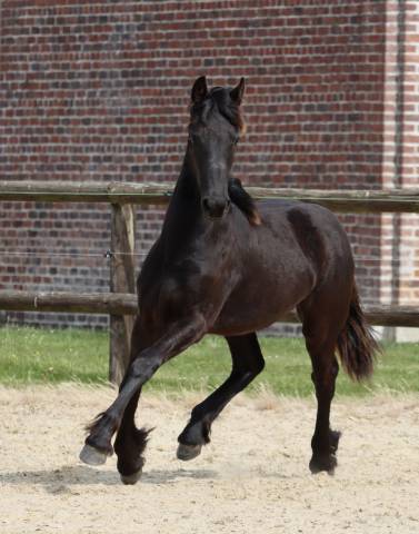 Filly Friesian For sale 2025 Black