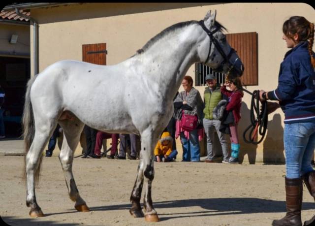 Stallion Other Pony Breed For sale 2011 Appaloosa