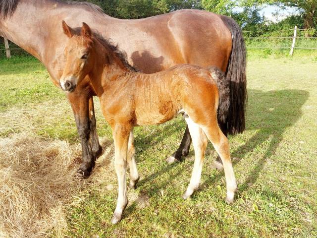 Colt French Saddle Pony For sale 2025 Dark Bay