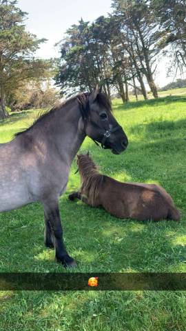 Mare Highland  For sale 2003 Light chestnut