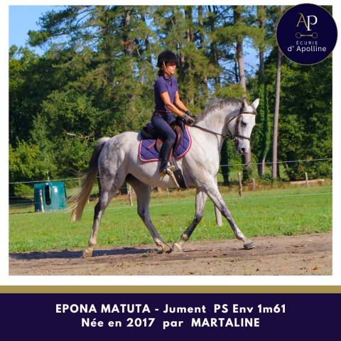 Mare Thoroughbred For sale 2017 Grey