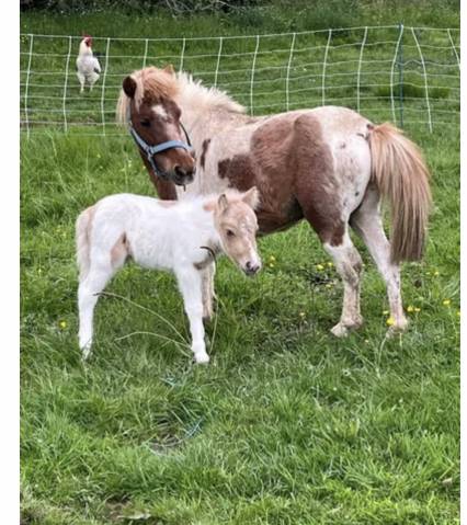 Filly No Origin Recorded For sale 2025 Coloured