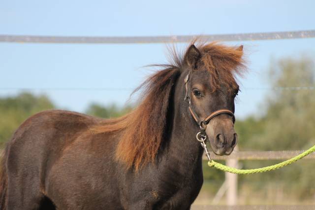 Gelding Shetland Pony For sale 2024 Black