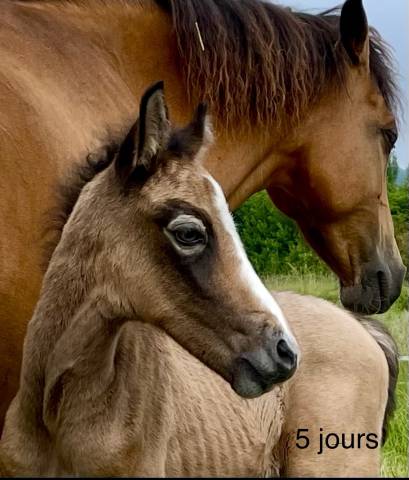 Colt Connemara For sale 2025 Grey