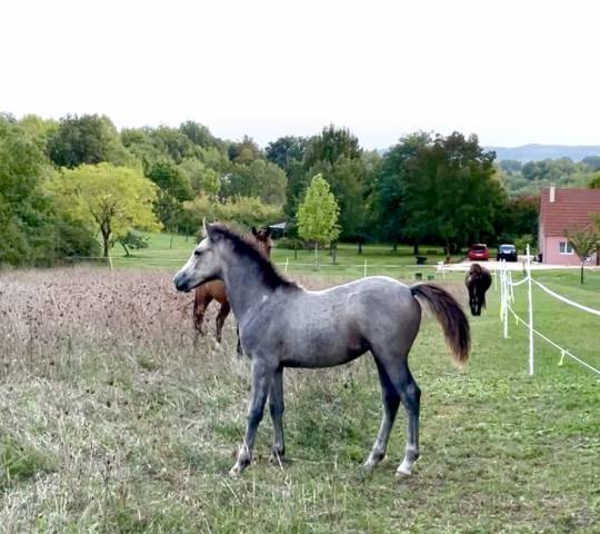 Colt Connemara For sale 2025 Grey