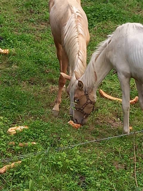 Colt Palomino For sale 2024 Coloured