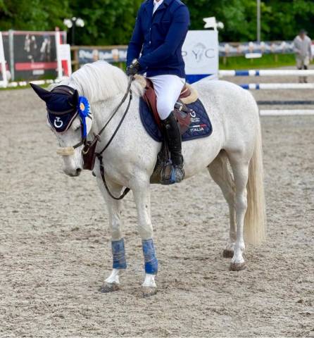 Gelding Connemara For sale 2010 White