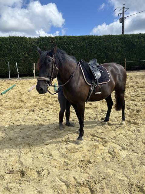 Gelding PRE Pure Spanish Bred For sale 2017 Black