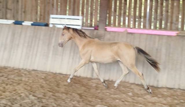 Gelding Origin Recorded For sale 2024 Champagne