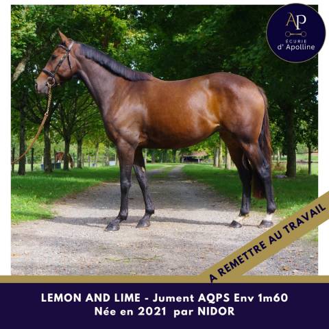 Mare AQPS For sale 2021 Bay