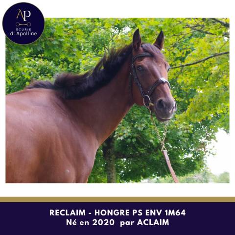 Gelding Thoroughbred For sale 2020 Bay