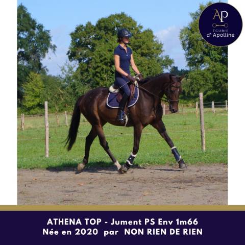 Mare Thoroughbred For sale 2020 Bay