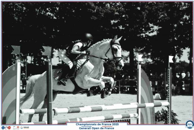 Gelding Origin Recorded For sale 2011 Grey