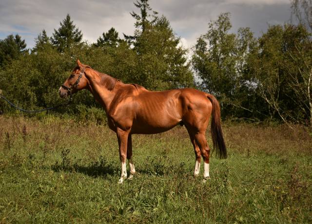 Gelding Selle Français For sale 2013 Chesnut