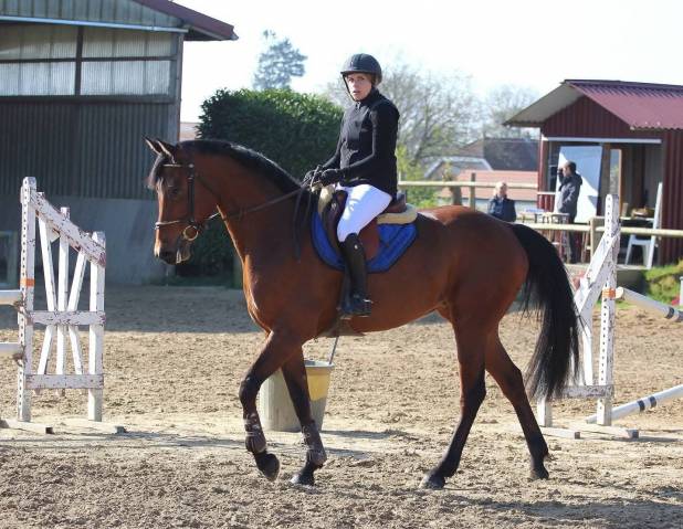 Mare Selle Français For sale 2013 Bay