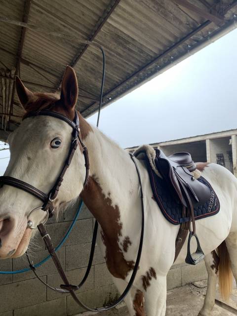 Mare Paint For sale 2015 Paint