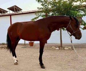 Entire PRE Pure Spanish Bred For sale 2022 Bay