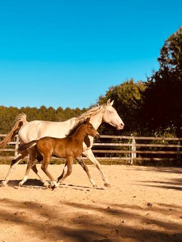 Stallion French Saddle Pony For sale 2025 Buckskin