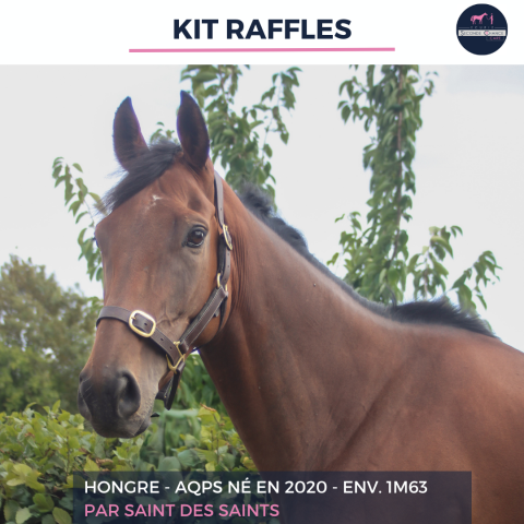 Gelding AQPS For sale 2020 Bay