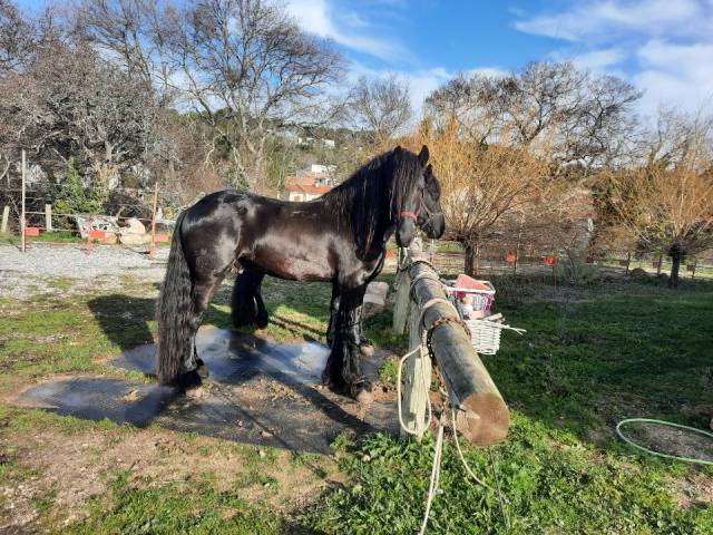 Entire Friesian For sale 2019 Black