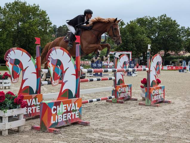 Mare Selle Français For sale 2018 Chesnut