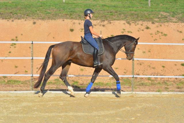 Gelding KWPN Dutch Warmblood For sale 2018 Bay