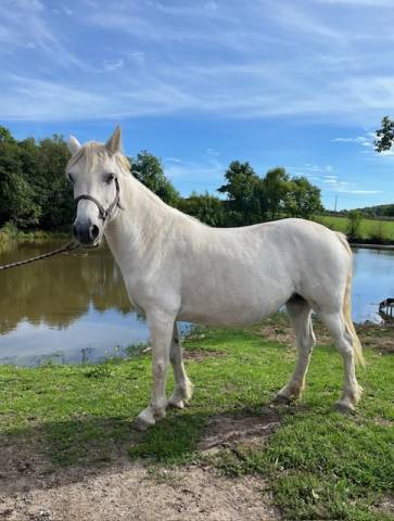 Broodmare Connemara For sale 2012 Grey