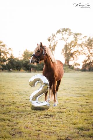 Entire Welsh Pony (Section C) For sale 2023 Chesnut