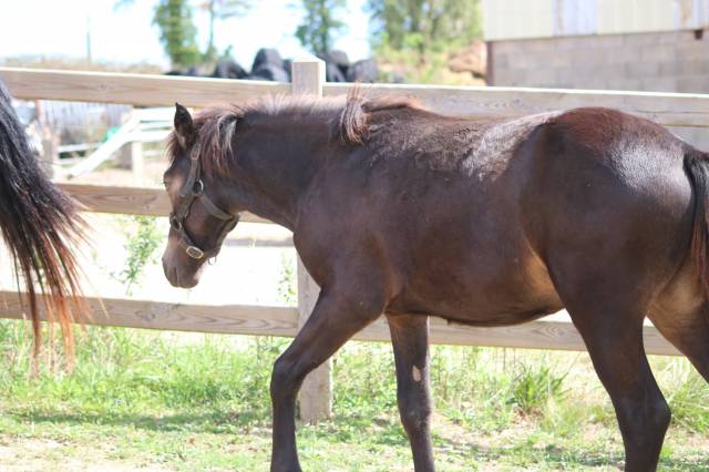 Colt Connemara For sale 2025 Buckskin