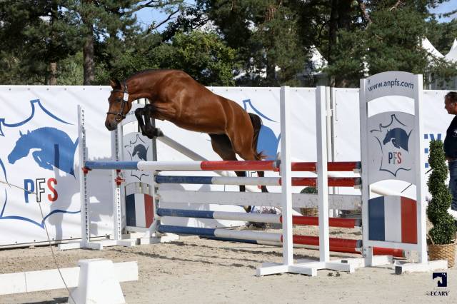 Mare French Saddle Pony For sale 2022 Bay