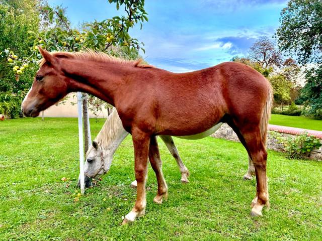 Colt Connemara For sale 2025 Chesnut