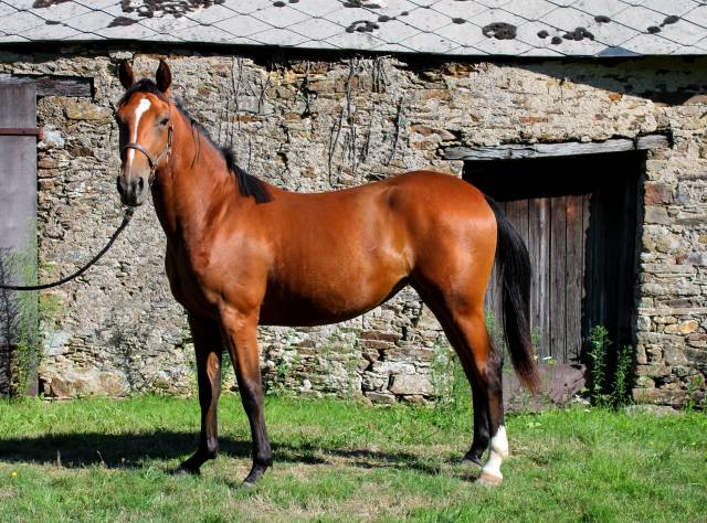 Mare Origin Recorded For sale 2023 Bay