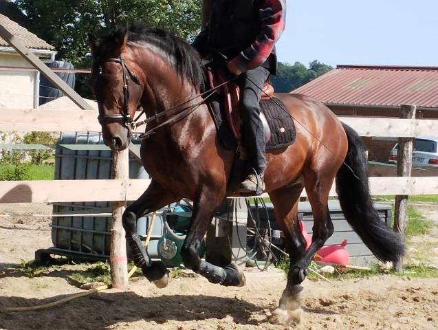 Entire PRE Pure Spanish Bred For sale 2019 Dark Bay