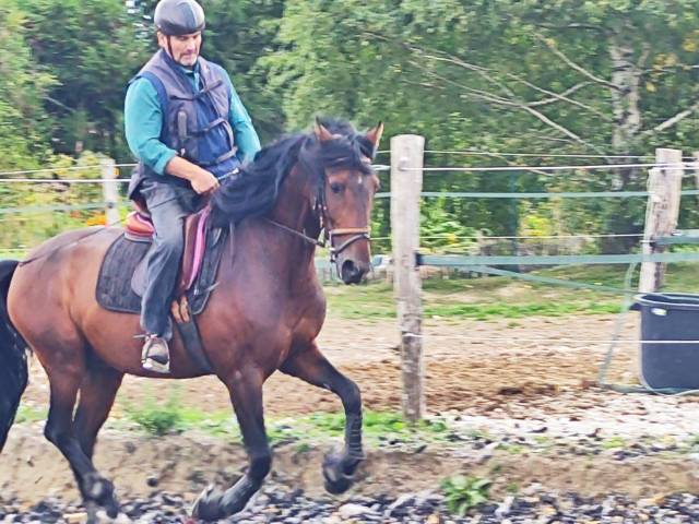 Entire PRE Pure Spanish Bred For sale 2019 Dark Bay