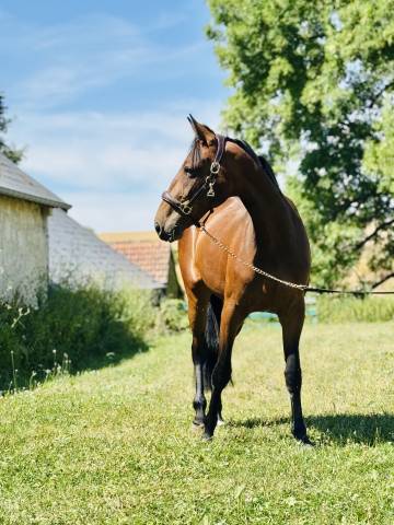 Mare French Trotter For sale 2023 Dark Bay