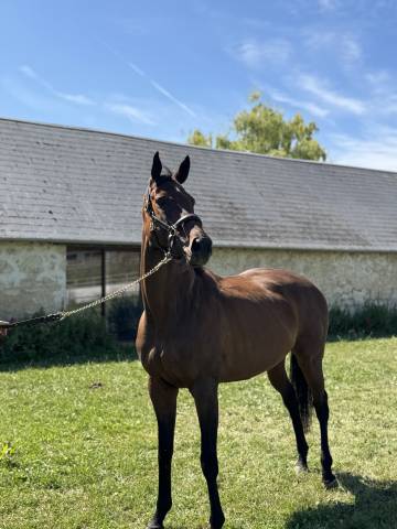 Mare English Thoroughbred For sale 2018 Dark Bay