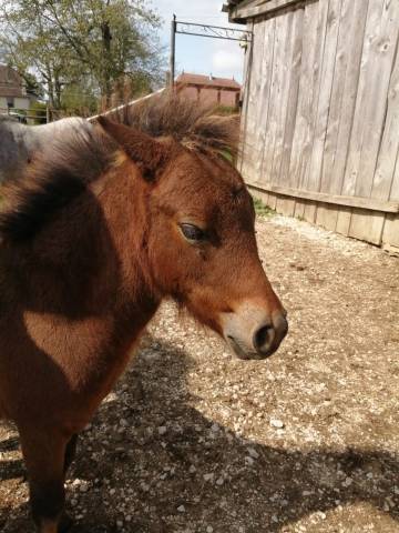 Colt Origin Recorded For sale 2025 Bay