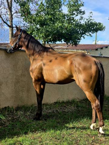 Gelding French Trotter For sale 2020 Bay