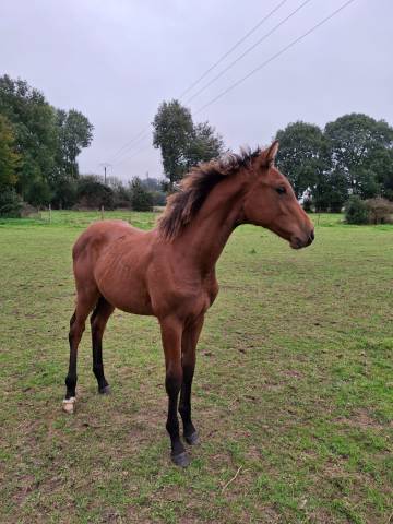 Mare Selle Français For sale 2024 Bay