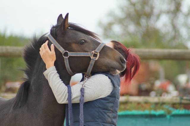 Gelding French Saddle Pony For sale 2024 Dark Bay