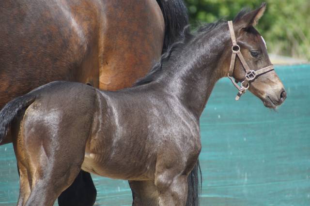 Colt Selle Français For sale 2025 Dark Bay