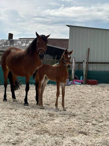 Colt French Saddle Pony For sale 2025 Bay
